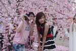 Lễ hội hoa anh đào hướng về Nhật Bản