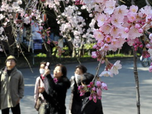 Ngắm hoa anh đào nở rộ tại Công viên Ueno ở Tokyo. (Ảnh: AFP/TTXVN)
