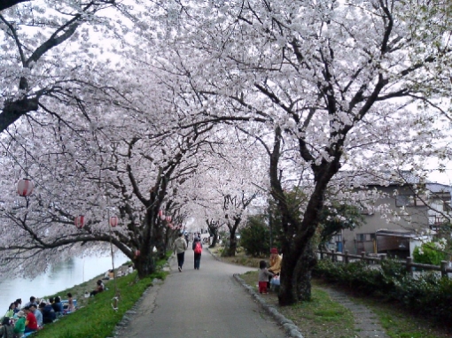 Sakura